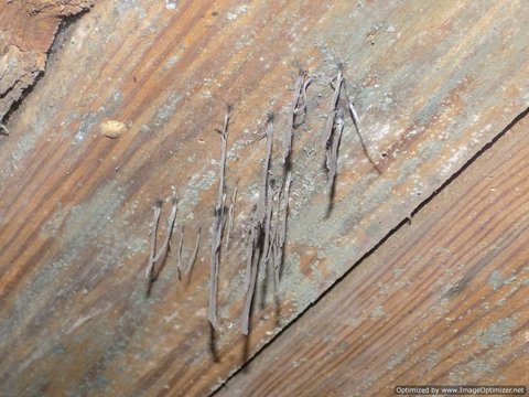 Wood Destroying Fungi